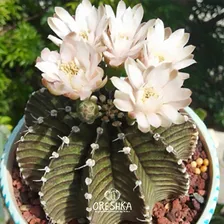 Суккулент Кактус Gymnocalycium friedrichii LB 2178 семена 10 ШТ