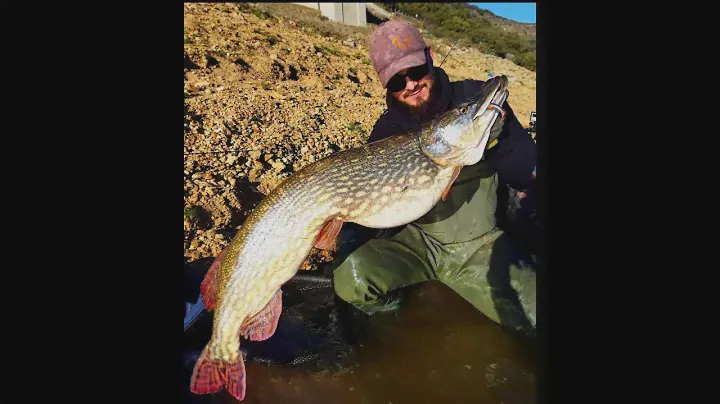 Big Pike on vertical fishing | Grande lucio na vertical - Savage gear LB 3D Fat minnow T-Tail